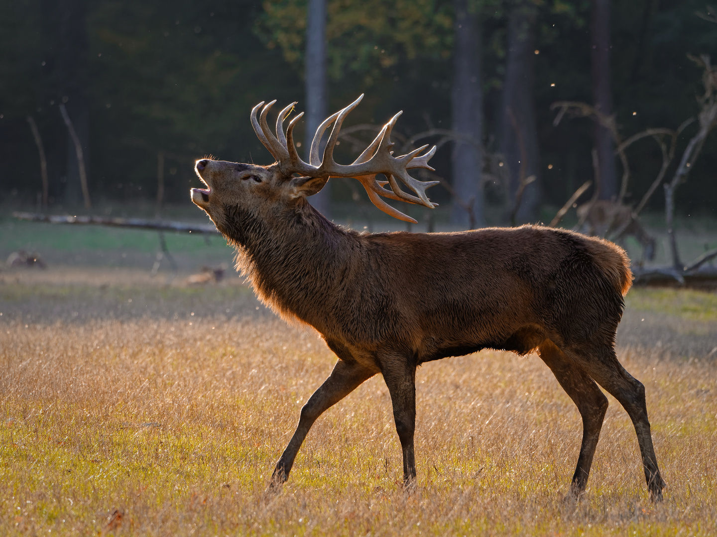 Hirschbrunft