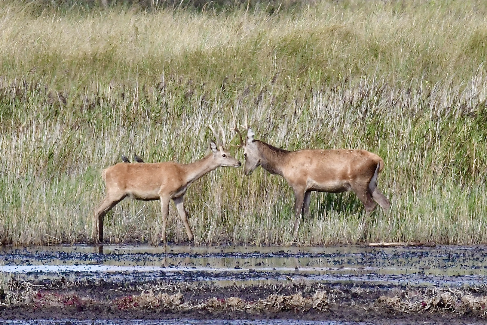 Hirschbrunft 