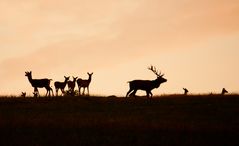 Hirschbrunft im Morgenrot