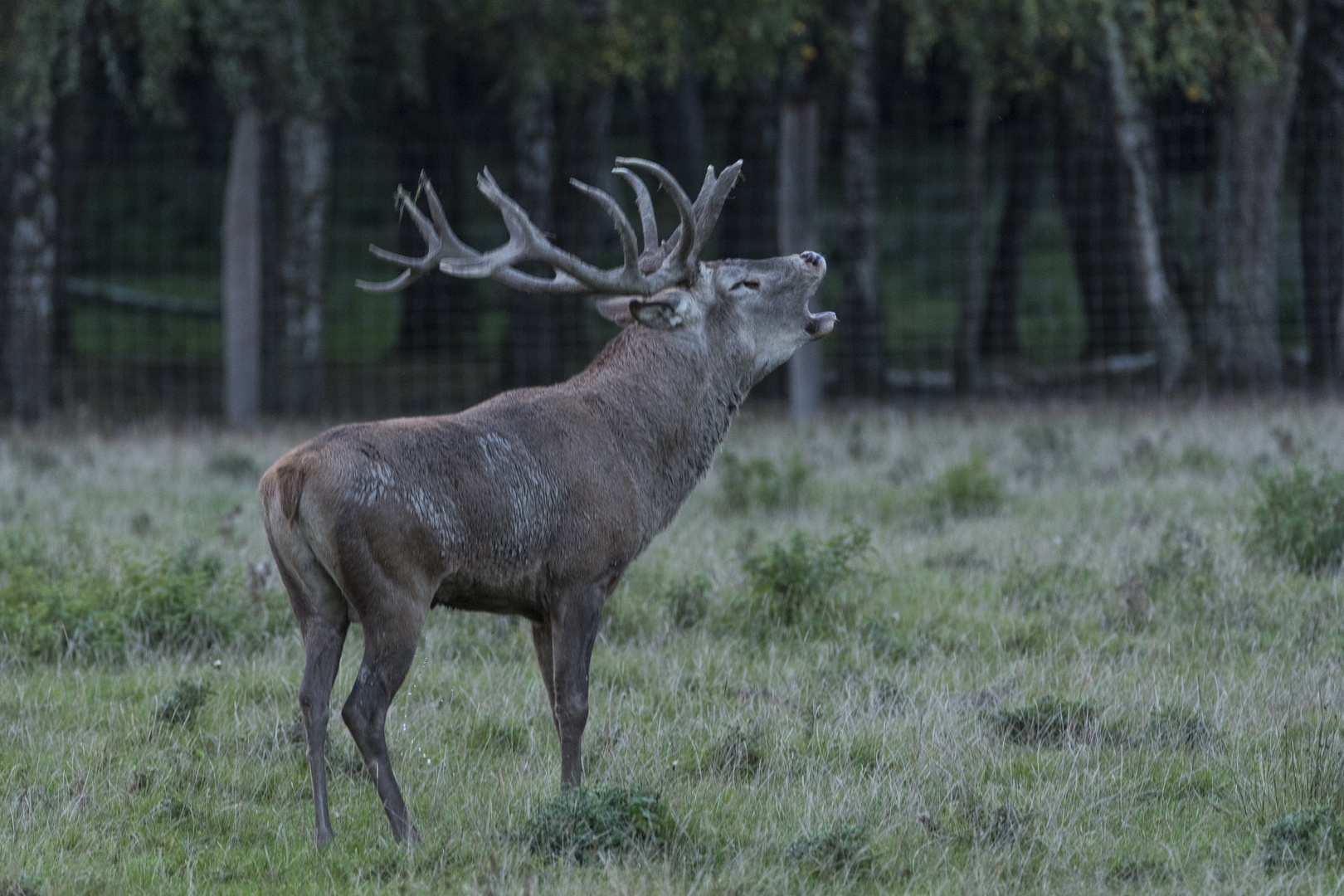 Hirschbrunft im Tierpark