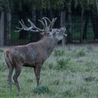 Hirschbrunft im Tierpark