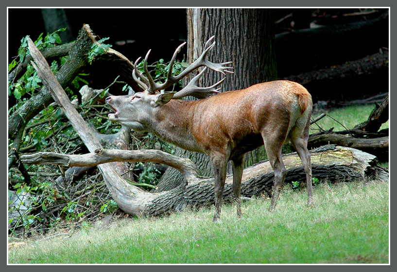 Hirschbrunft im Tierpark