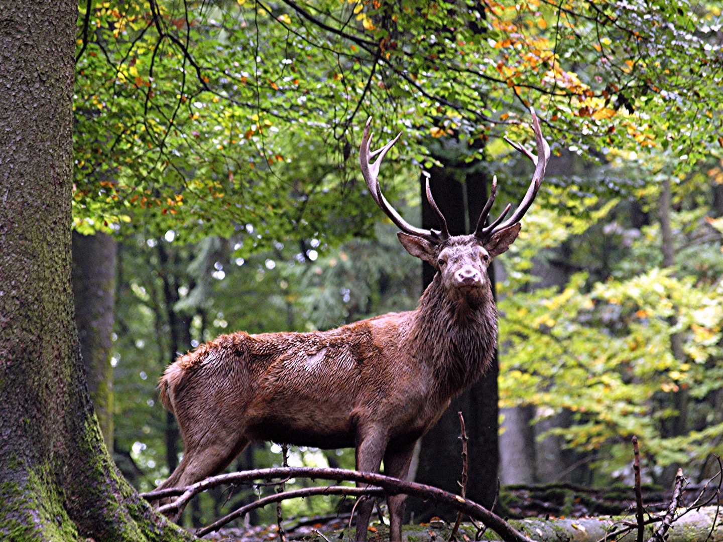 Hirschbrunft im Wildpark Daun III