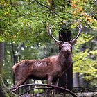 Hirschbrunft im Wildpark Daun III