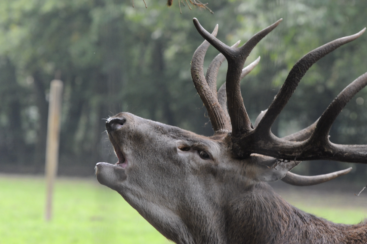 Hirschbrunft im Wildpark Eekholt