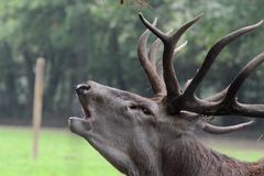 Hirschbrunft im Wildpark Eekholt