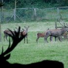 Hirschbrunft im Wildpark Knüll