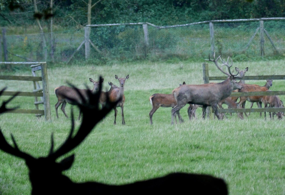 Hirschbrunft im Wildpark Knüll