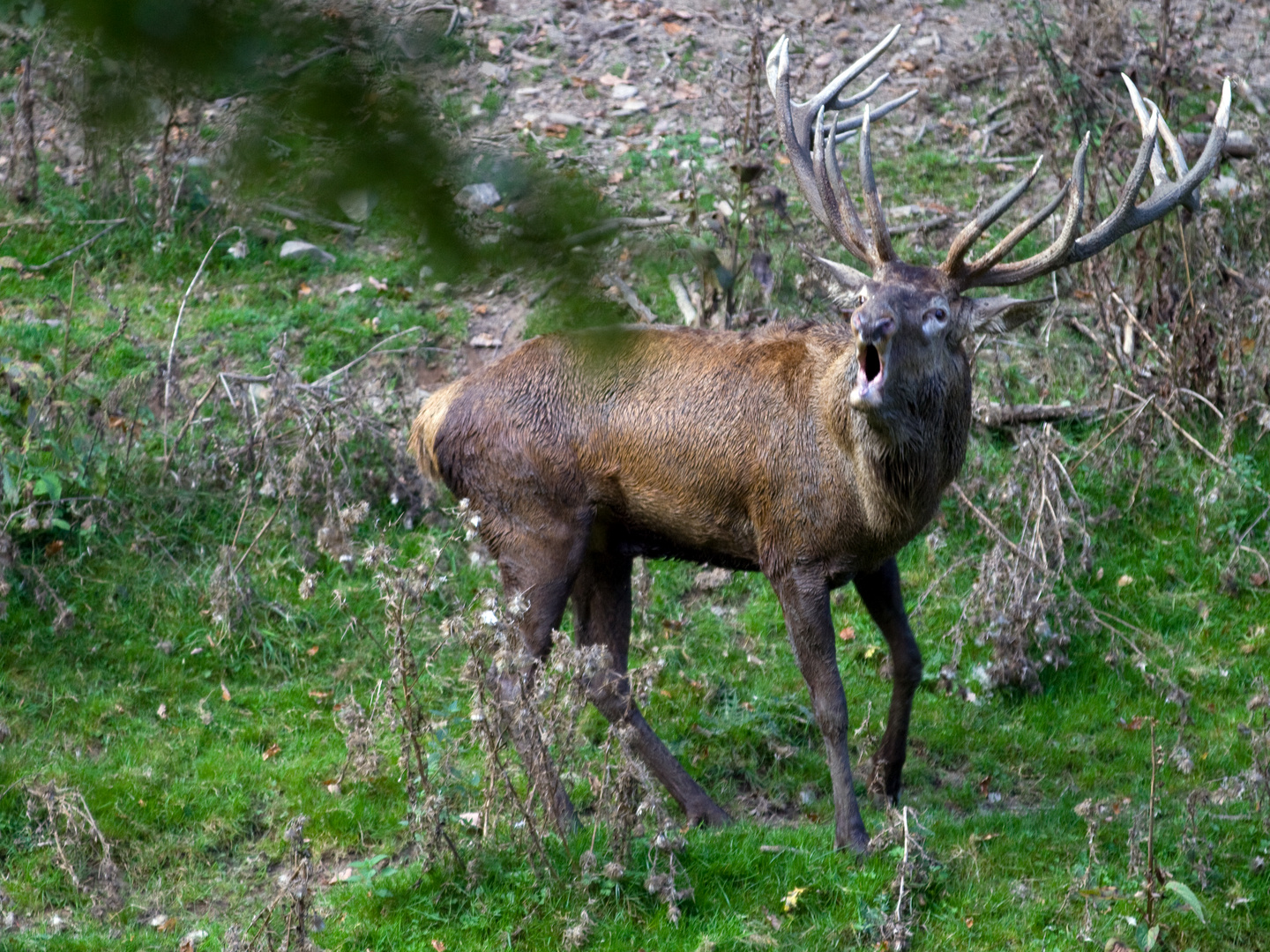 Hirschbrunft im Wildpark Schmidt, Rureifel