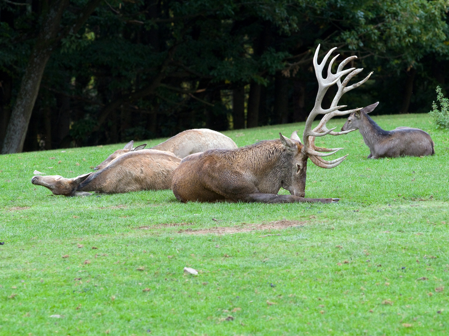 Hirschbrunft im Wildpark Schmidt Teil 3, Rureifel