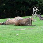 Hirschbrunft im Wildpark Schmidt Teil 3, Rureifel