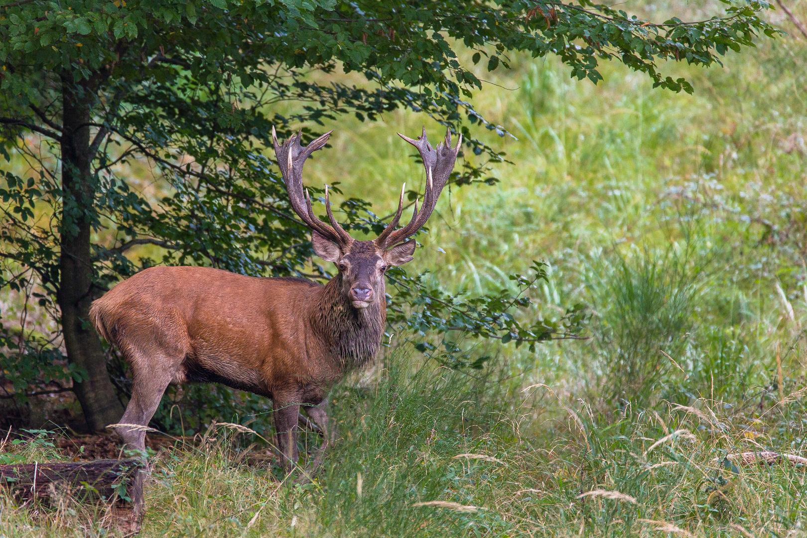 Hirschbrunft Impressionen