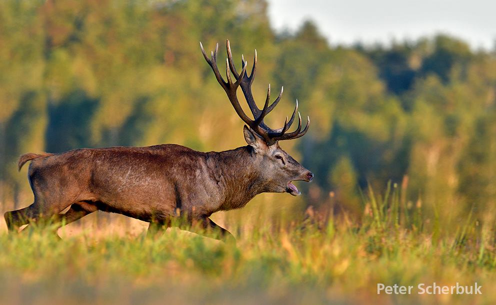 Hirschbrunft in Belarus...