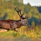 Hirschbrunft in Belarus...