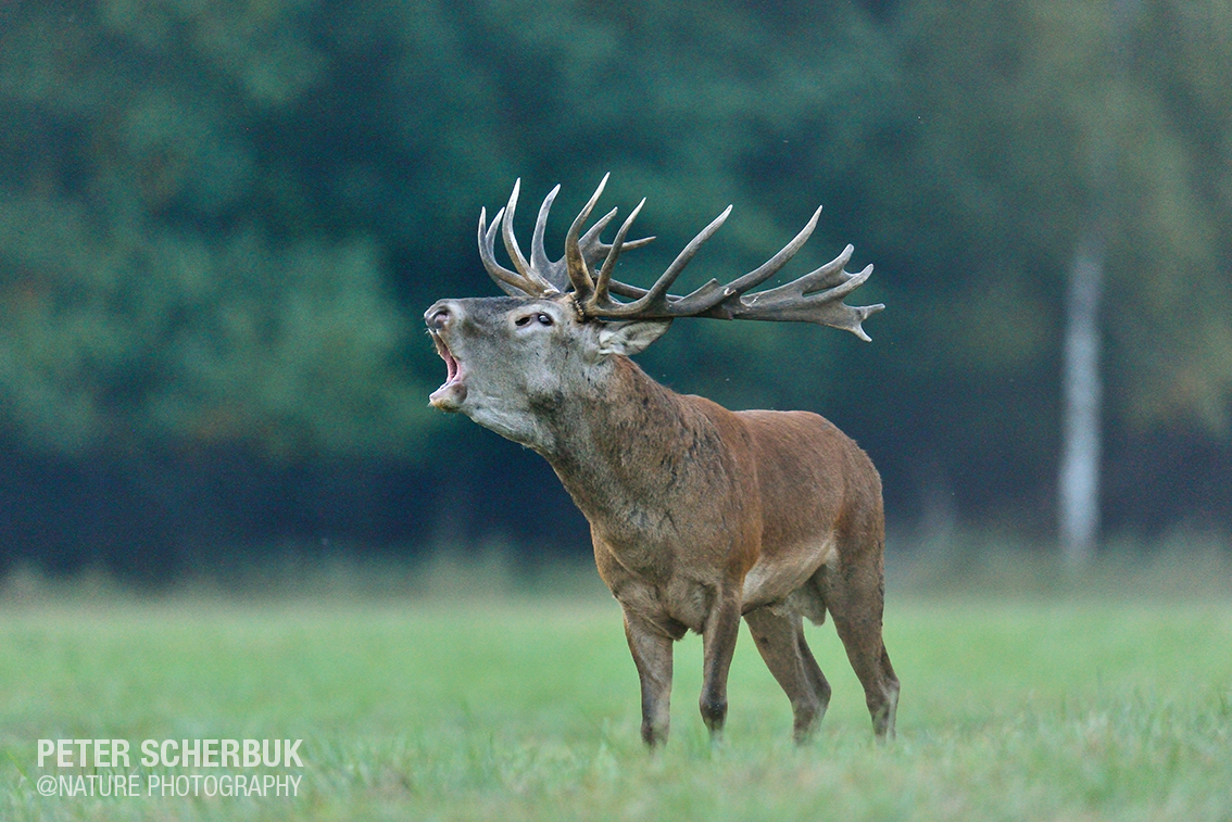 Hirschbrunft in Belarus....