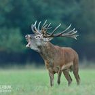 Hirschbrunft in Belarus....