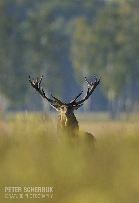 Hirschbrunft in Belarus...