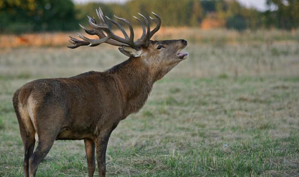 Hirschbrunft in Brandenburg