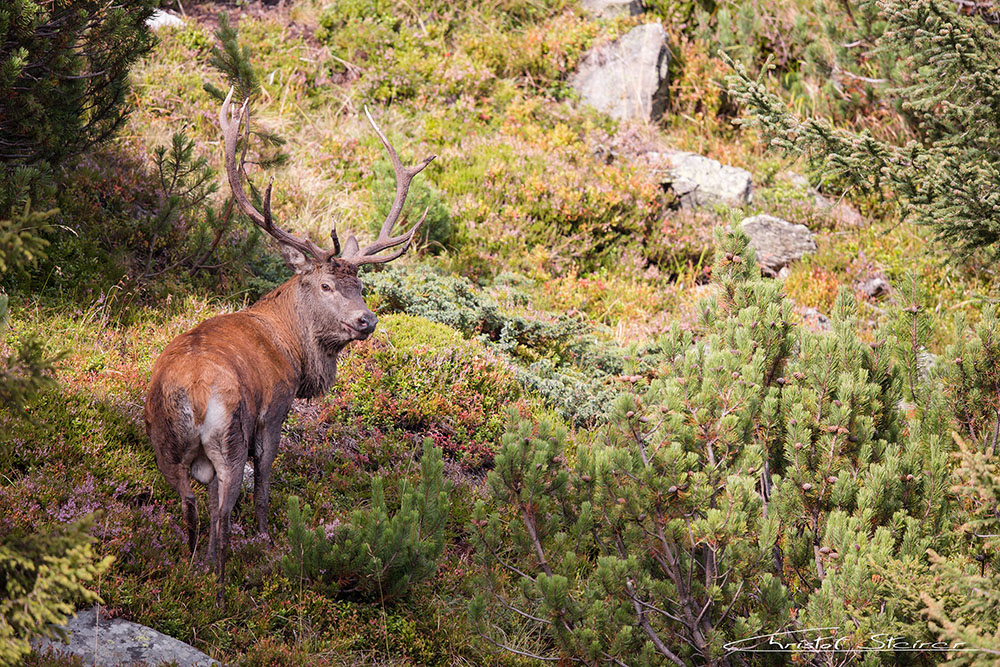 Hirschbrunft in den Bergen