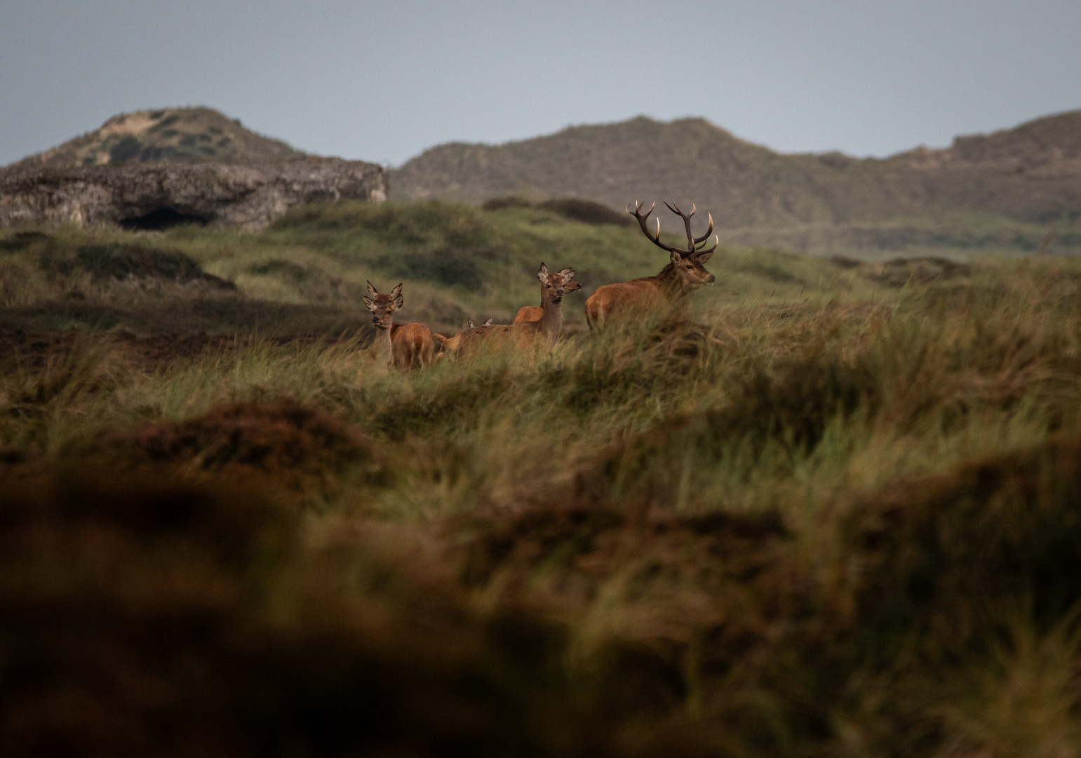 Hirschbrunft in der dänischen Heide