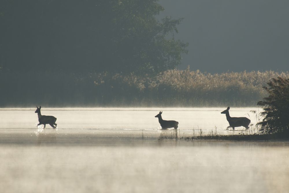 Hirschbrunft in der Oberlausitz