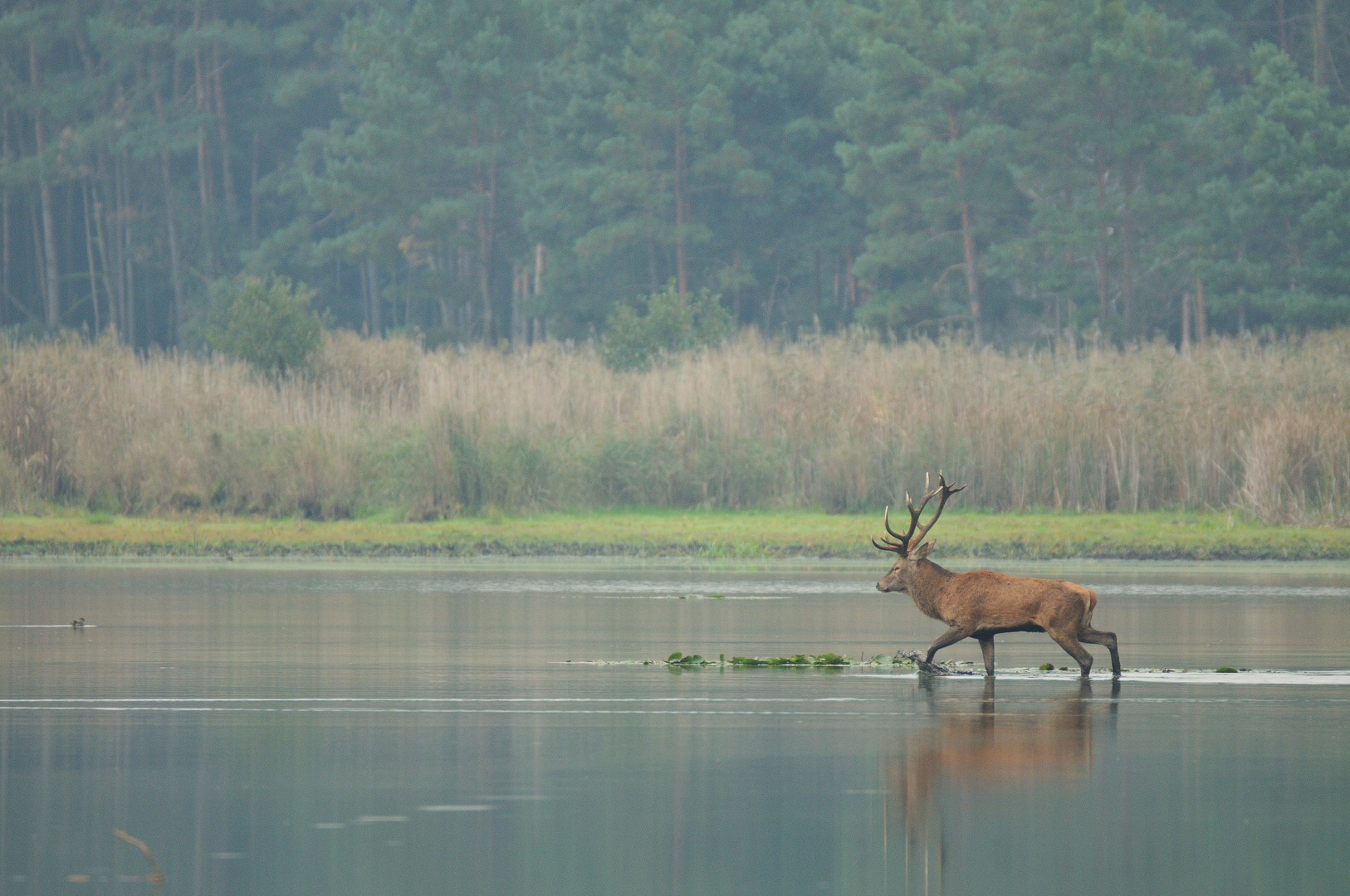 Hirschbrunft in der Oberlausitz