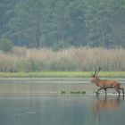 Hirschbrunft in der Oberlausitz