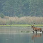 Hirschbrunft in der Oberlausitz