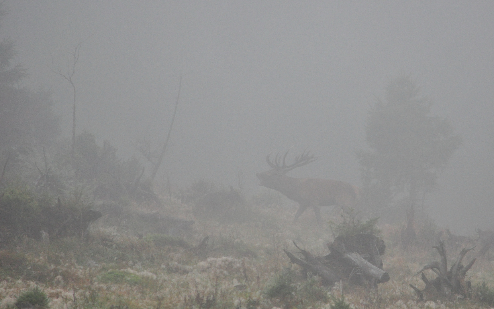 Hirschbrunft in der Steiermark II