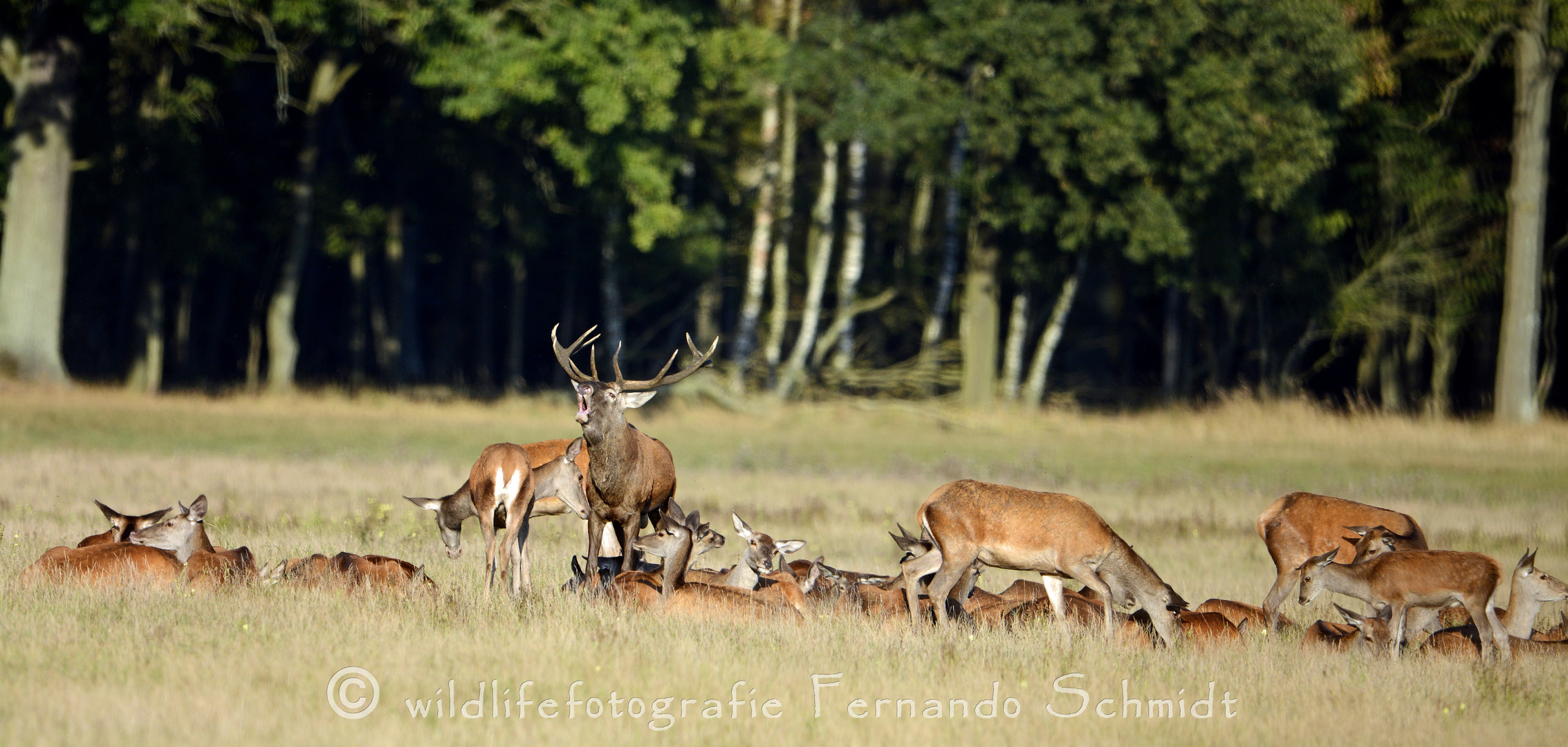 Hirschbrunft in der Ueckermünder Heide 2