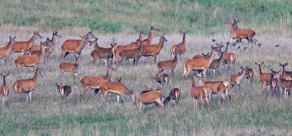 Hirschbrunft in Meck-Pomm 2022