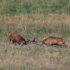 Hirschbrunft in Meck-Pomm 2022 - Kräftemessen der starken Hirsche