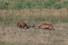 Hirschbrunft in Meck-Pomm 2022 - Kräftemessen der starken Hirsche