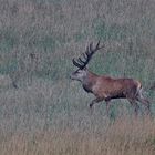 Hirschbrunft in Meck-Pomm