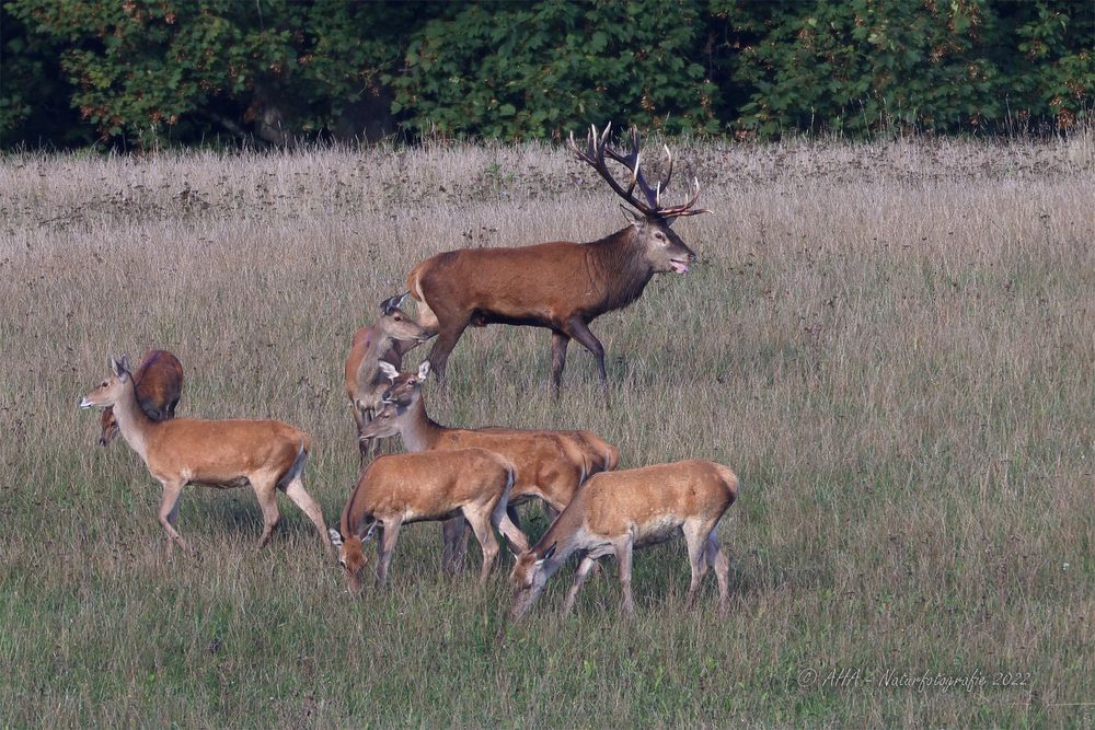 Hirschbrunft in Mecklenburg-Vorpommern