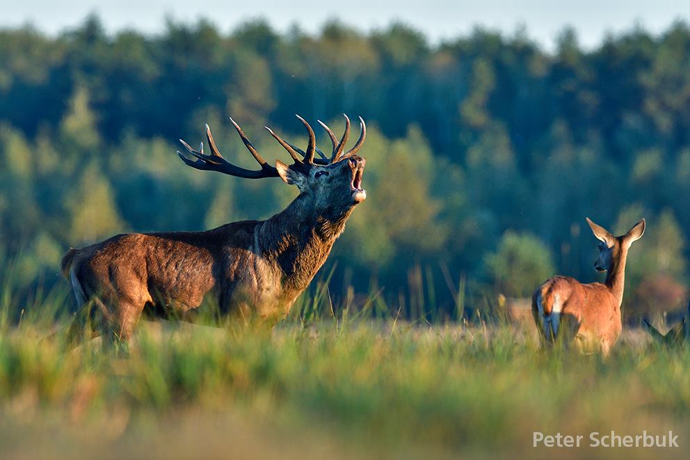 Hirschbrunft in Weißrussland...