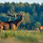 Hirschbrunft in Weißrussland...