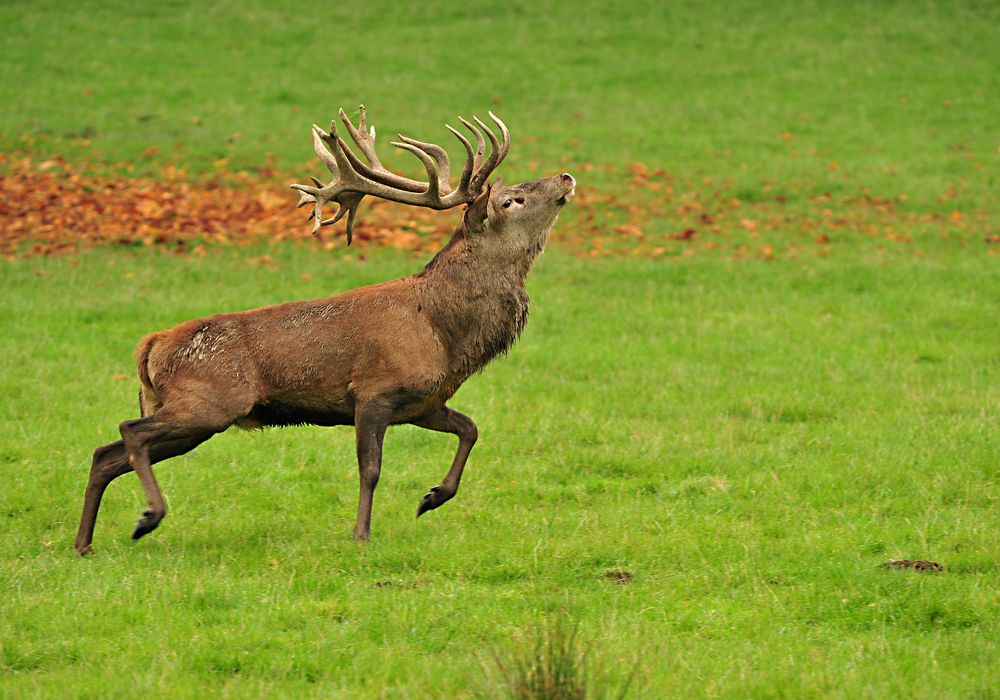 Hirschbrunft Nachlese 1