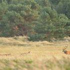 Hirschbrunft - Ostsee