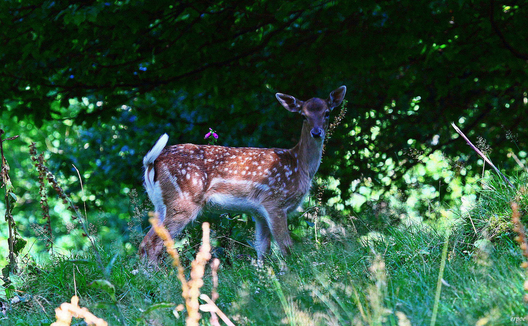 Hirschdame