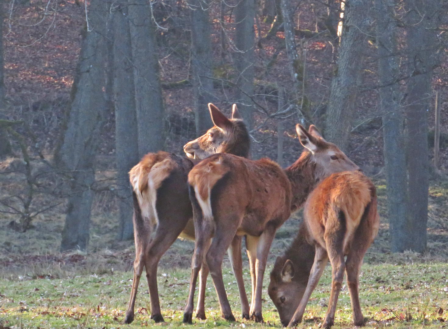 Hirschdamen im Nachmittagslicht