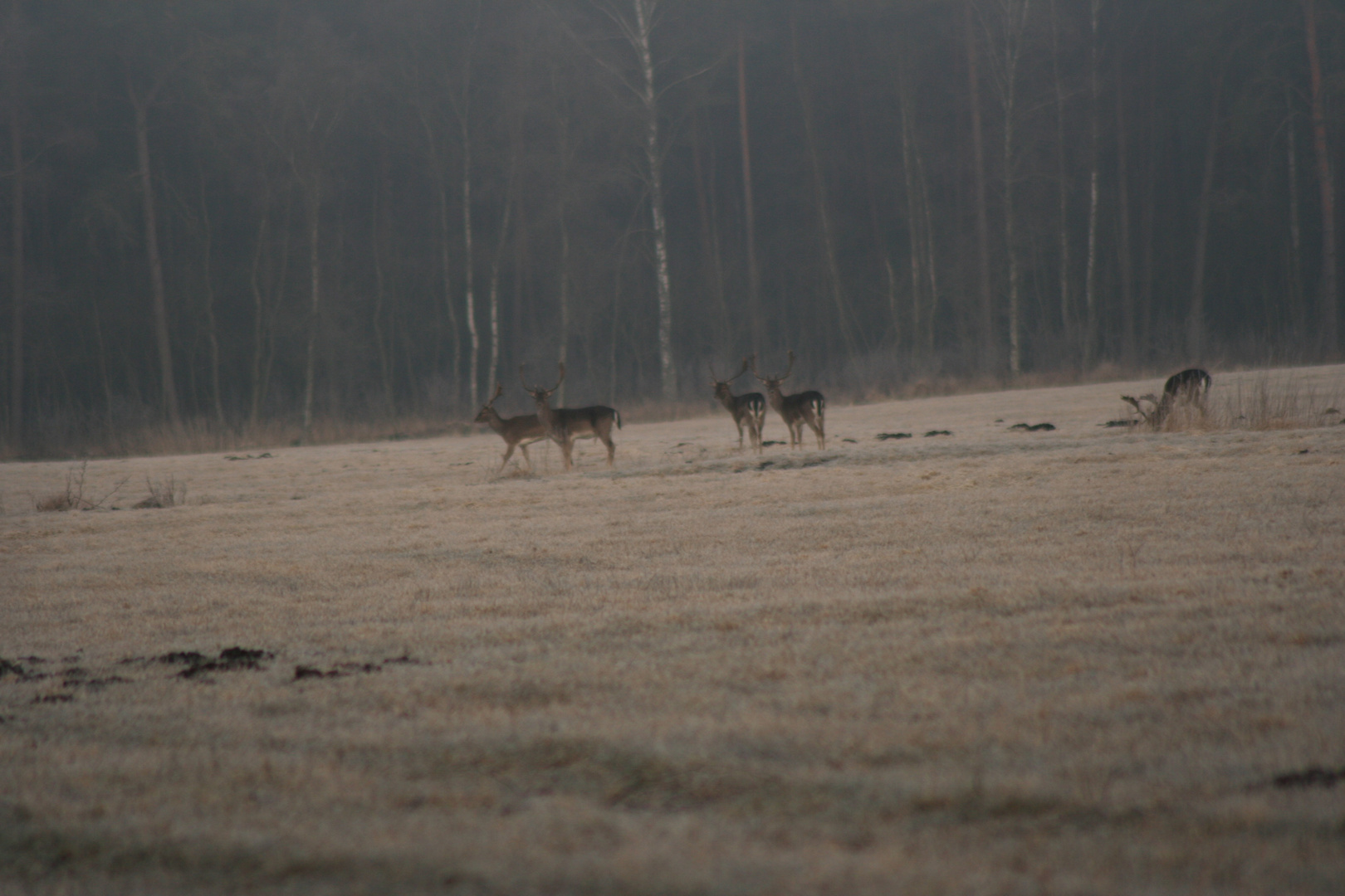 Hirsche am frühen morgen