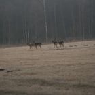 Hirsche am frühen morgen