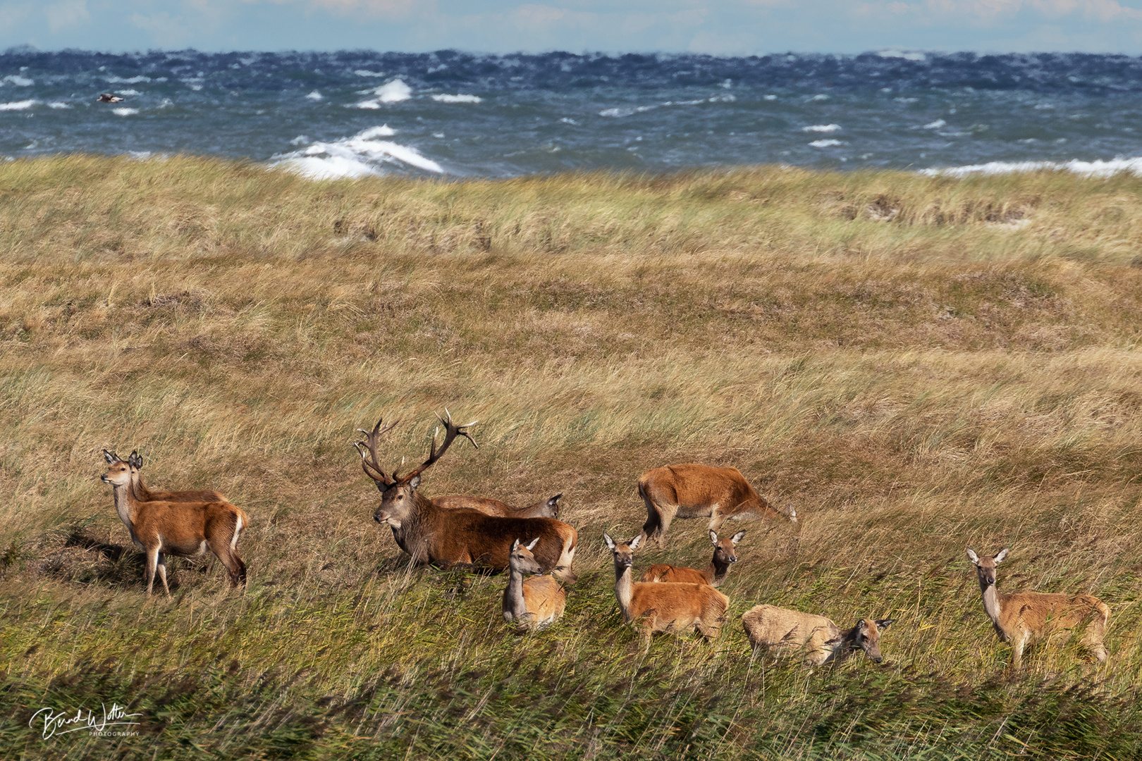 Hirsche an der Ostsee