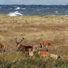 Hirsche an der Ostsee