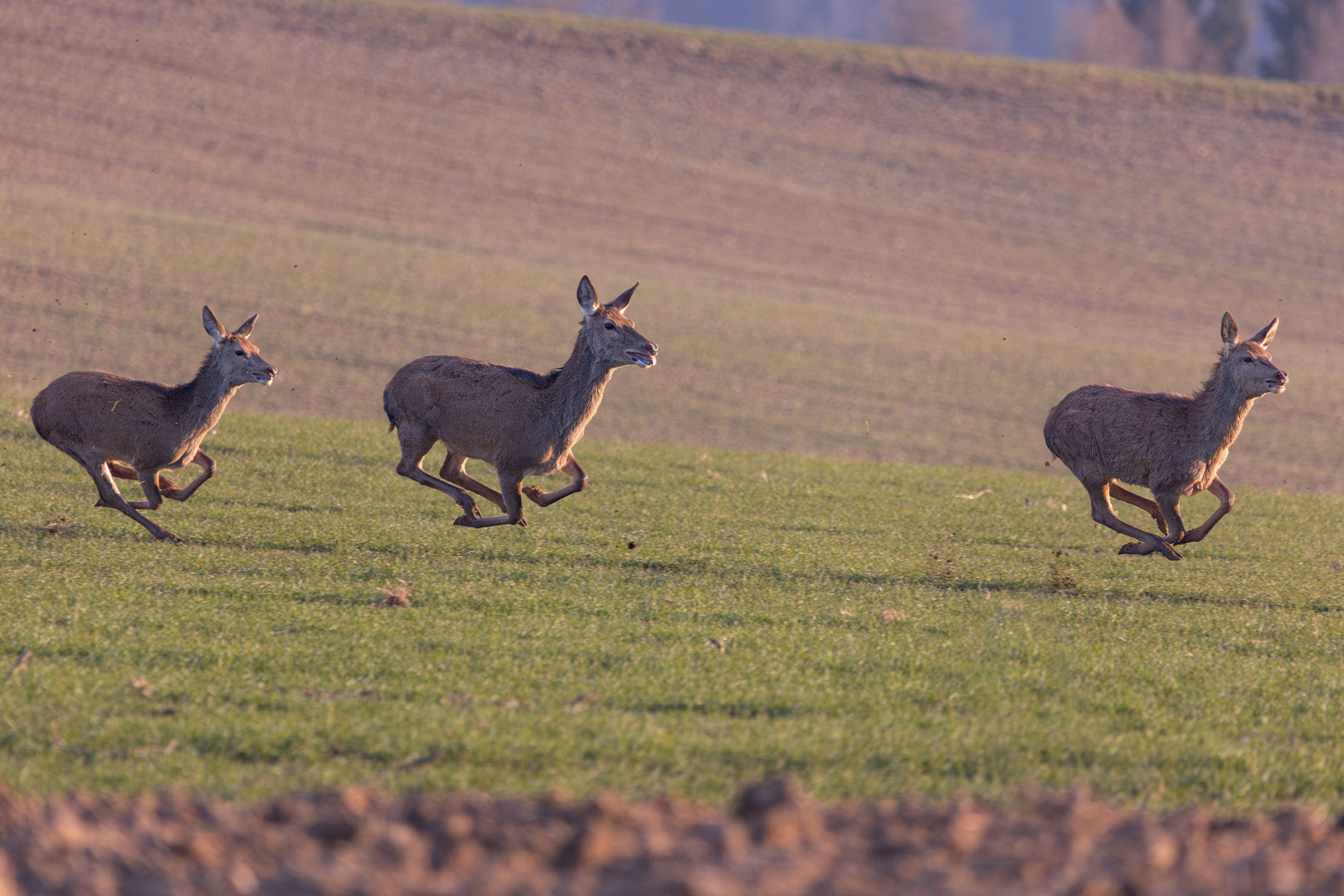 Hirsche auf der Flucht