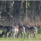 Hirsche auf Zingst