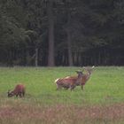 Hirsche beim Frühstück