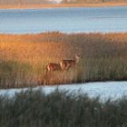 Hirsche beim Ostseespaziergang