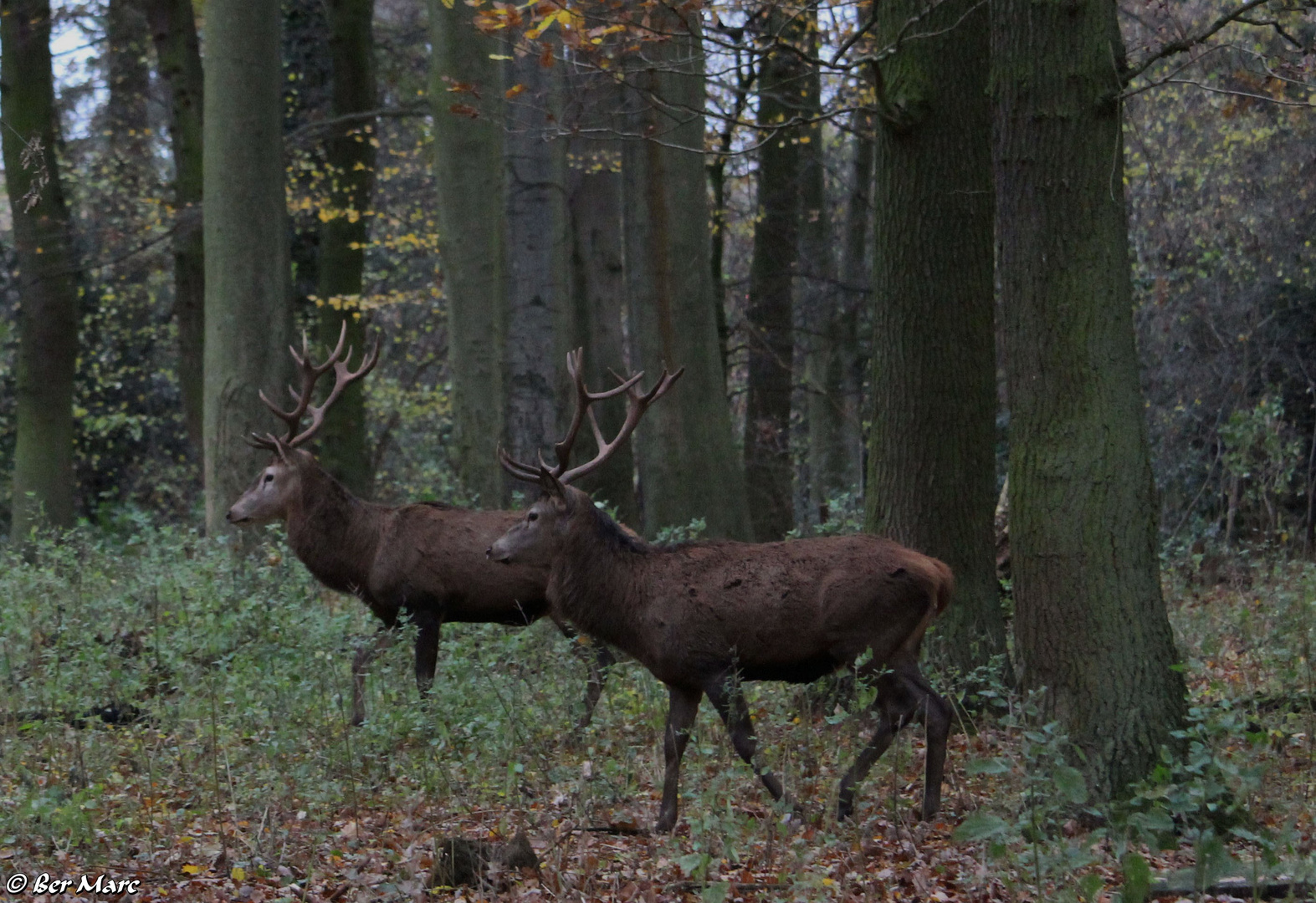 Hirsche beim Spaziergang